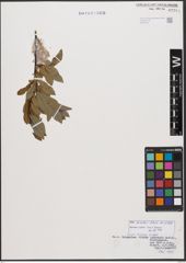 Salix bicolor Ehrh. ex Willd.